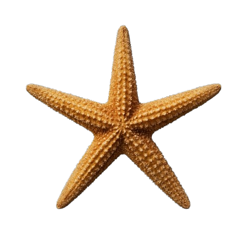 Coral Icon