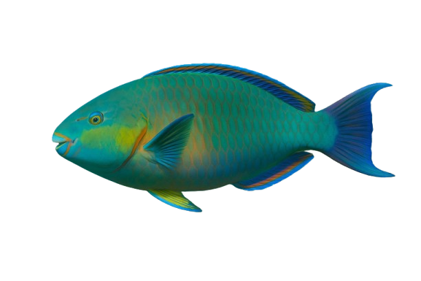 Fish Icon